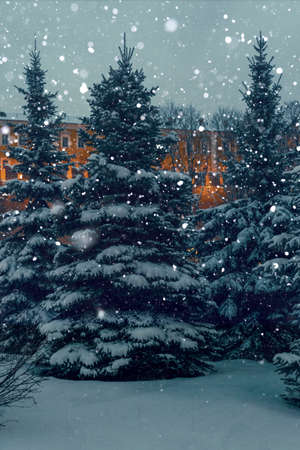 white snow swirls beautifully over even fir trees near the Kremlin wallの写真素材