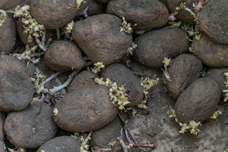 Sprouting seed potatoes ready for plantingの写真素材