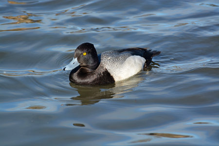 Lesser Scaup Duck  floating on the water at a pond at George Reifel Sanctuary for Migratory Birds in February 2015.の写真素材