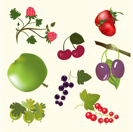 Berries and fruits isolated on white vector set のイラスト素材