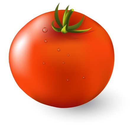 Red ripe tomato isolated on white background illustration. のイラスト素材