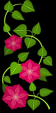 Red clematis flower isolated on black background のイラスト素材