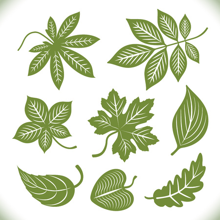 Green leaves shapes vector set isolated on white background. Leaf outlines to use as brushes or design elements.のイラスト素材