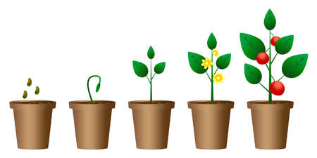 Green grass white background. Summer lawn. Detailed grass. Vector illustration. Stock photo.のイラスト素材