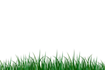 Green grass white background. Summer lawn. Detailed grass. Vector illustration. Stock photo.のイラスト素材