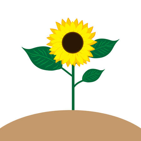 Sunflowers on the hill. Countryside nature. Agriculture background. Farm landscape..Vector illustration. Stock image.のイラスト素材