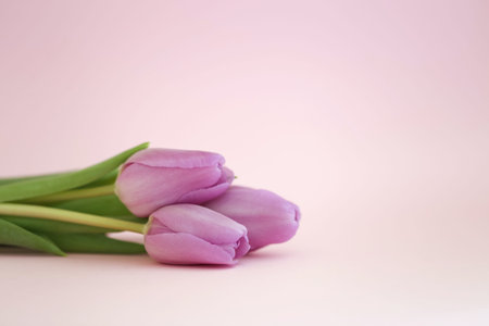 Three purple tulips on the light-pink background