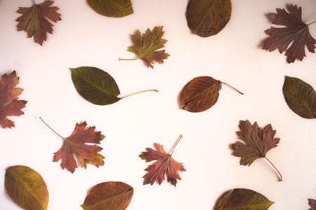 Autumn fall leaves on the blank background beautiful dry plants