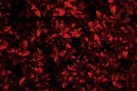 Beautiful leaves on the bush view from the topの写真素材