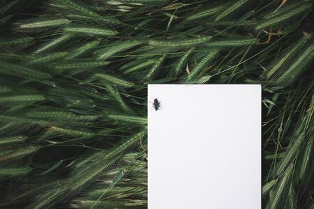 White notebook or piece of paper laying in the green grass, copy space for the text place moody atmosphereの写真素材