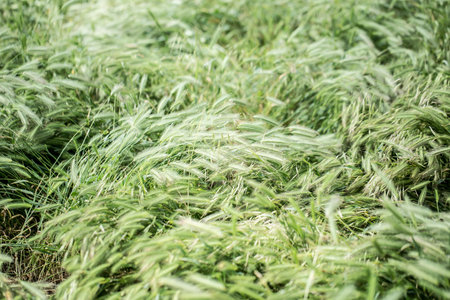 Green grass plant field moody atmosphere picture