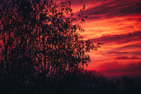 Beautiful pink sky with violet sunset and cloudy textureの写真素材