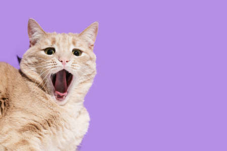 Surprised yawning cat on the purple violet backgroundの写真素材