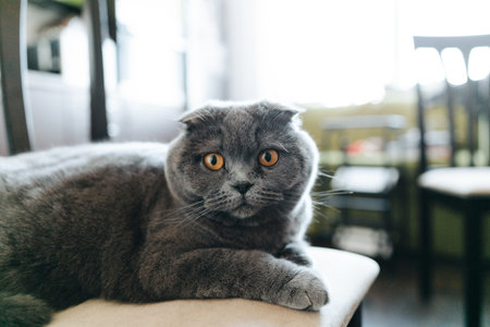 Scottish fold cat breed playful indoors gray