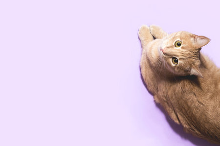 Cat pet banner purple background overhead copy spaceの写真素材