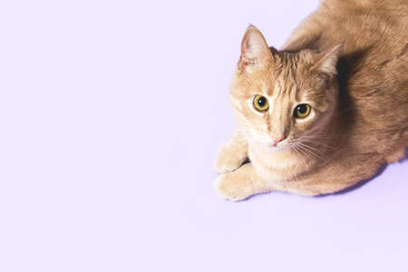 Cat pet banner purple background overhead copy spaceの写真素材