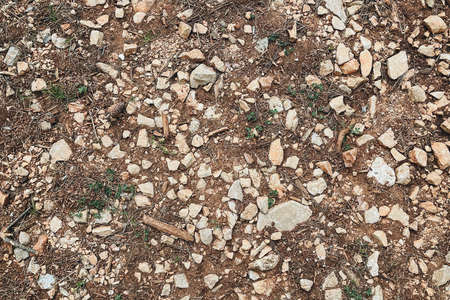 Soil ground and rocks in the forestの写真素材