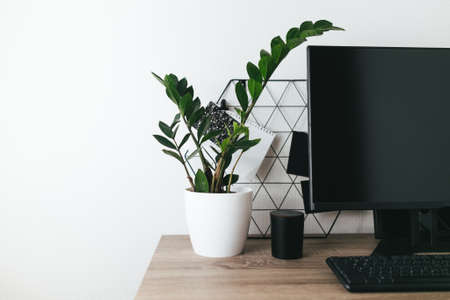 Green plant zamiokulkas on the desk table next to desktop laptop computer on the white backgroundの写真素材