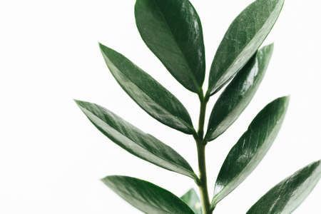 Zamioculcas zamiifolia zz green plant leaf on the white background close upの写真素材