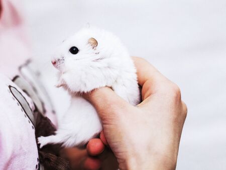 A cute white hamster in the hands of a girlの写真素材