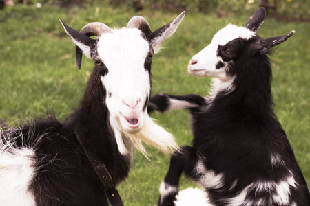 Goat with a goat-kiddy in the nature