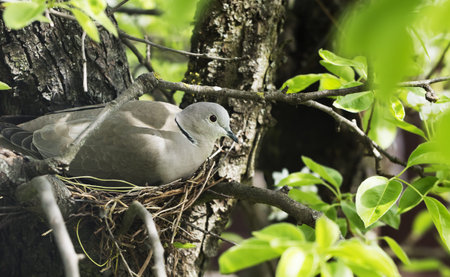 dove hatches eggs in the nest on the tree