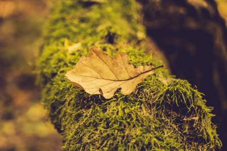 Yellow autumn leaf lie on the moss-covered tree. Autumn sunny photography, close-up, there is a place for text. copy spaseの写真素材