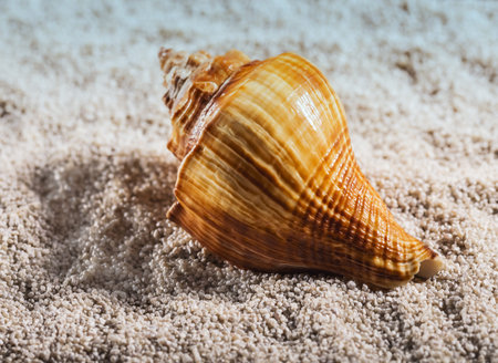 The sea shell is lying on a white pebble.
