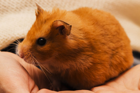 Gold Syrian hamster sits on the hand . close up