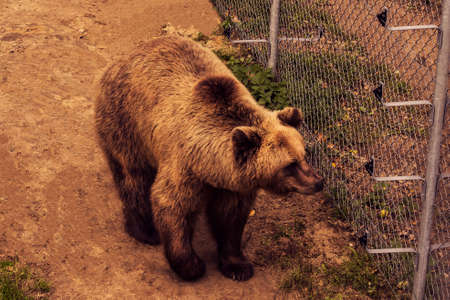 Live bear behind grids of a cage. Grizly walking at ground. Sad brown bear in captivity.の写真素材