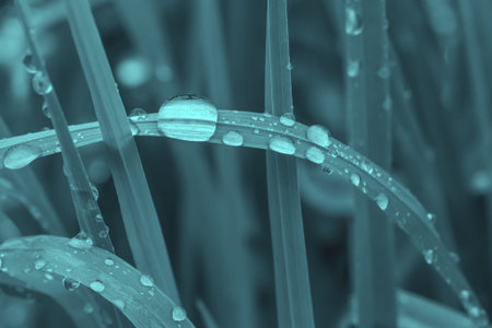 Beautiful drops of transparent rain water on a leaf macro. Drops of dew in the morning glow in the...