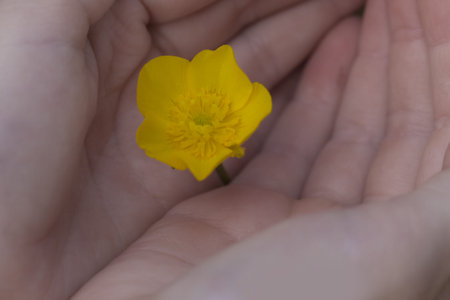 Child's hands Holding small yellow flower. careful attitude to nature,