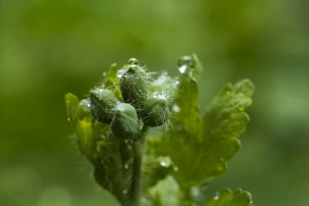 Young green celandine buds are covered with dew drops in the morning. Concept of folk medicine.の写真素材