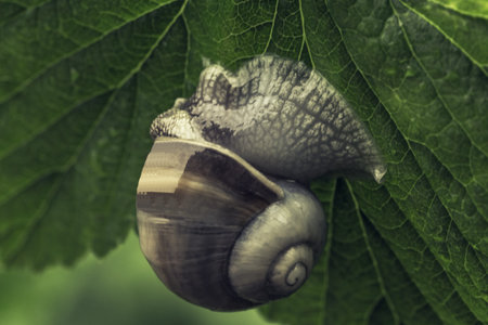 big snail in the garden on green leaf, toned