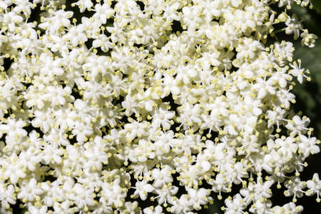 The elder flower, sambucus nigra. Pretty white elderflowers of decorative Elderberry plant Sambucus or 'Black Elderberry' a small deciduous shrub whose berries are used to make elderberry wine.の写真素材