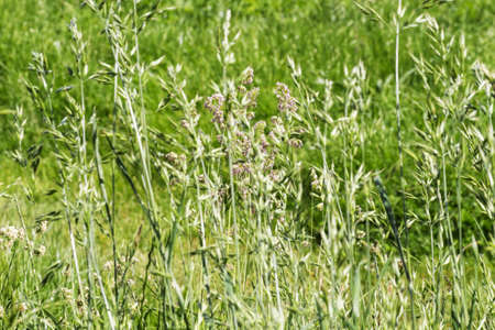 Green Summer Grass Meadow Close Up, careful attitude to nature,の写真素材
