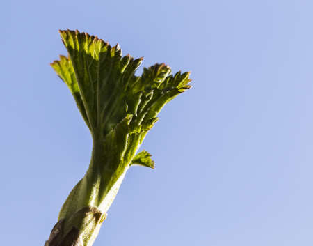 Young raspberry sprout on a blue sky background, copy spaseの写真素材