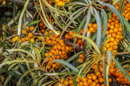 Ripe sea buckthorn berries with leaves. Sunny autumn dayの写真素材