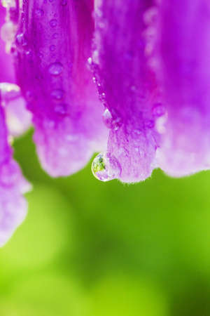 Purple foxglove Digitalis purpurea with mauve flowers with purple spots. Amazing flower backgroundの写真素材