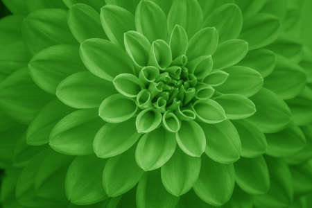 green dahlia petals macro, floral abstract background. Close up of flower dahlia for background, Soft focus.の写真素材