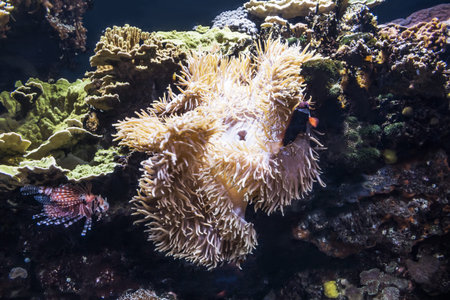 Sea anemones a group of marine, predatory animals of the order Actiniaria.