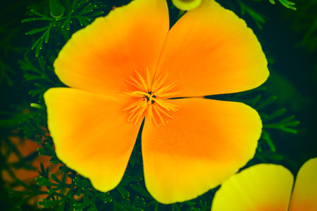 Eschscholzia californica, Fields of California Poppy during peak blooming time
