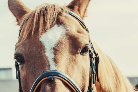 Close-up beautiful horse head on light backgroundの写真素材