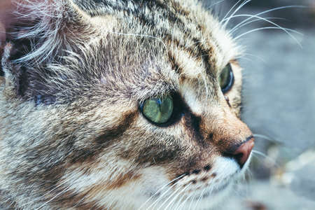 Close up profile portrait of cute gray cat.の写真素材