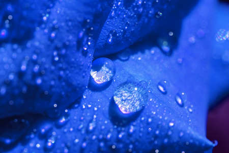 blue rose petals with dew drops, close up, soft focusの写真素材