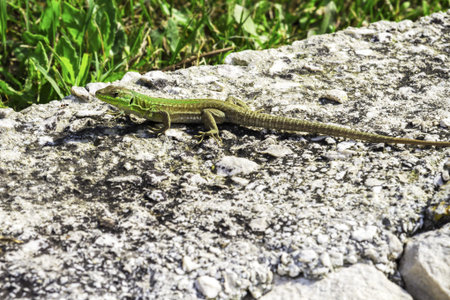 Green Oriental Garden Lizard, eastern garden lizard or changeable lizard on the rock against green...