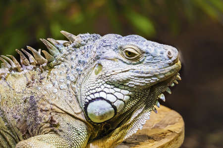 Green iguana also known as the American iguana is a lizard reptile in the genus Iguana in the iguana family. And in the subfamily Iguanidae. Soft focus.の写真素材