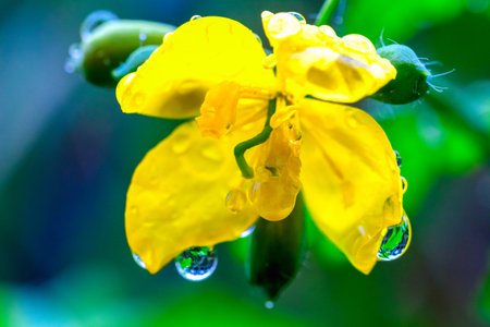 celandine flower with drops of dew, which is used to treat the skin in folk medicine, close up.