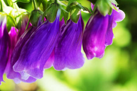 Purple foxglove Digitalis purpure with mauve flowers with purple spots. Amazing flower backgroundの写真素材