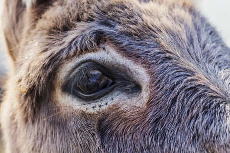Closeup of eye of donkey in a meadow, Vision concept, macro of brown donkey eyeの写真素材